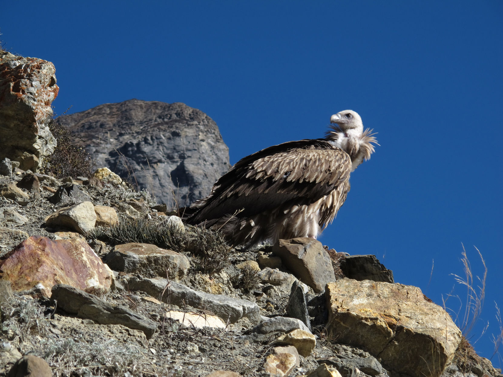 White-rumped vulture
